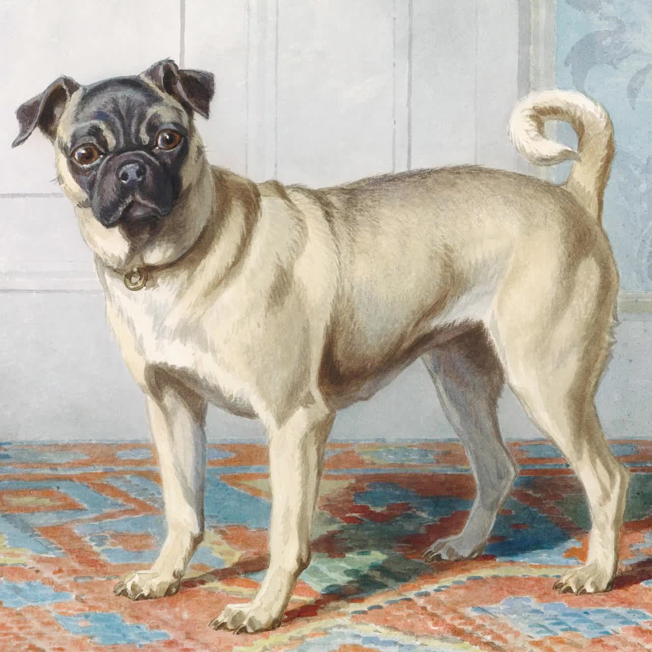 ヴィンテージ パグ犬の肖像画/イラスト オランダ美術印刷物 | 1800年代