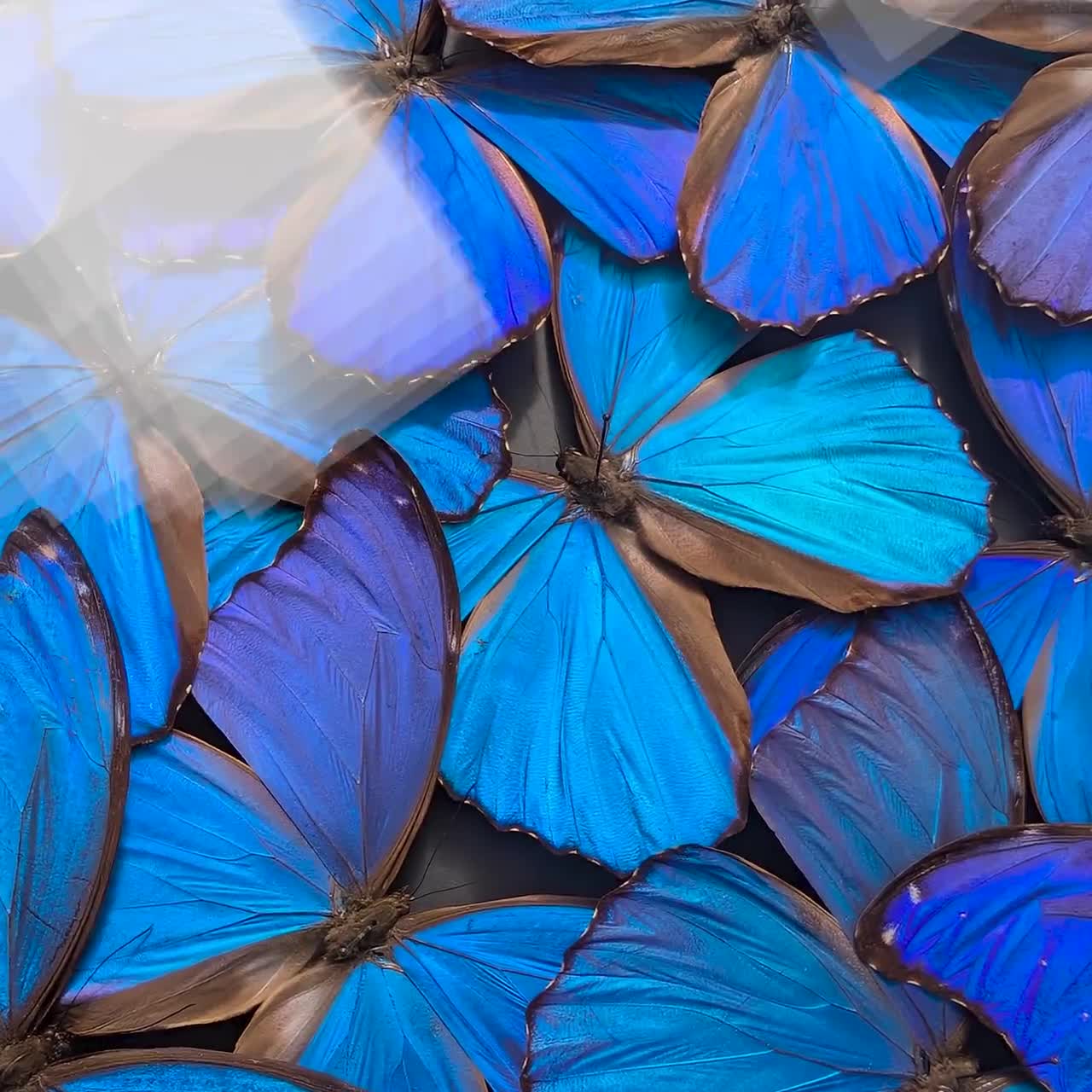 Papered Morpho Didius Specimen: Giant Iridescent Blue Butterfly - Etsy