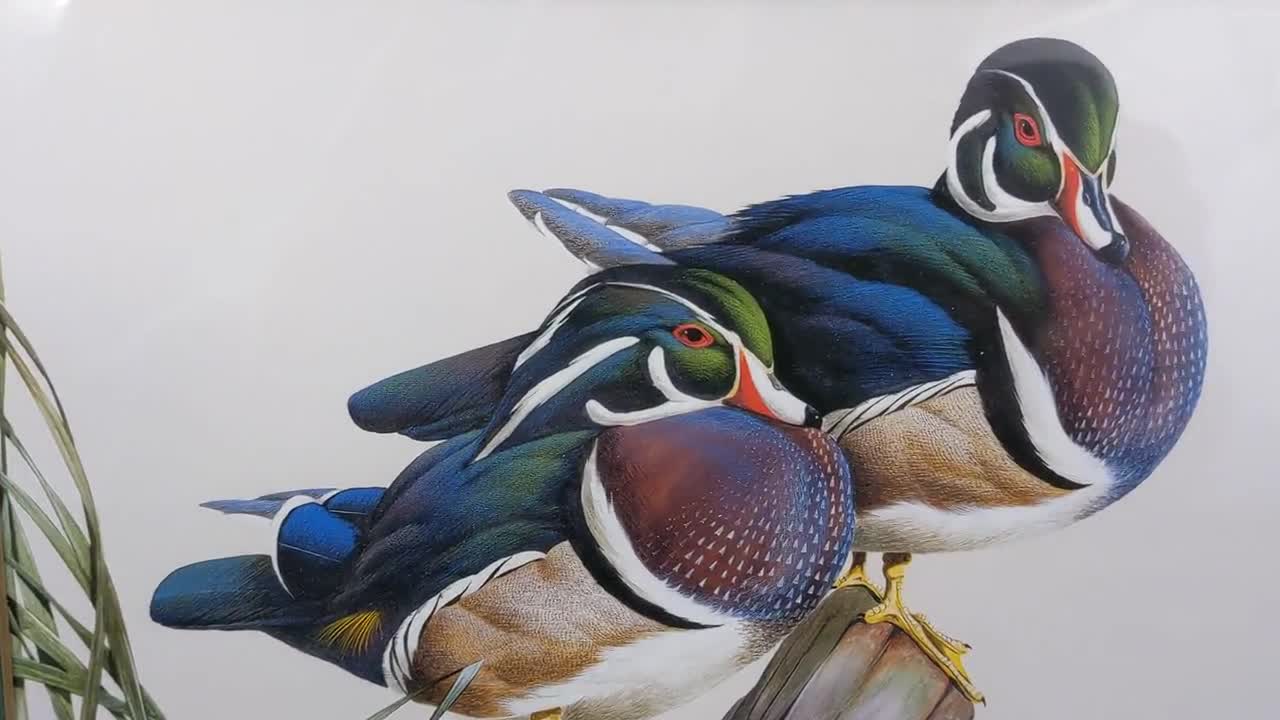 Ducks Unlimited Medallion Series American Widgeon Art LaMay