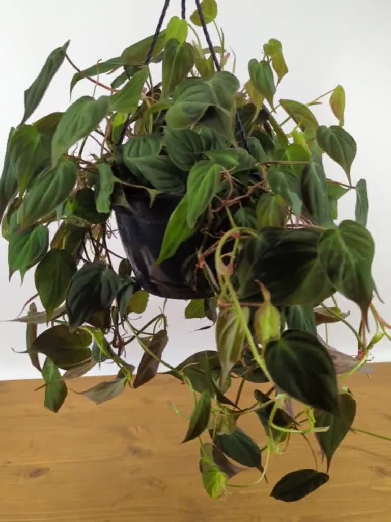 Wekiva Foliage Philodendron Micans Hanging Basket Live Plant in 4 in.  Hanging Pot Philodendron Micans Florist Quality Indoor 6L-6T7S-WBKA - The Home  Depot