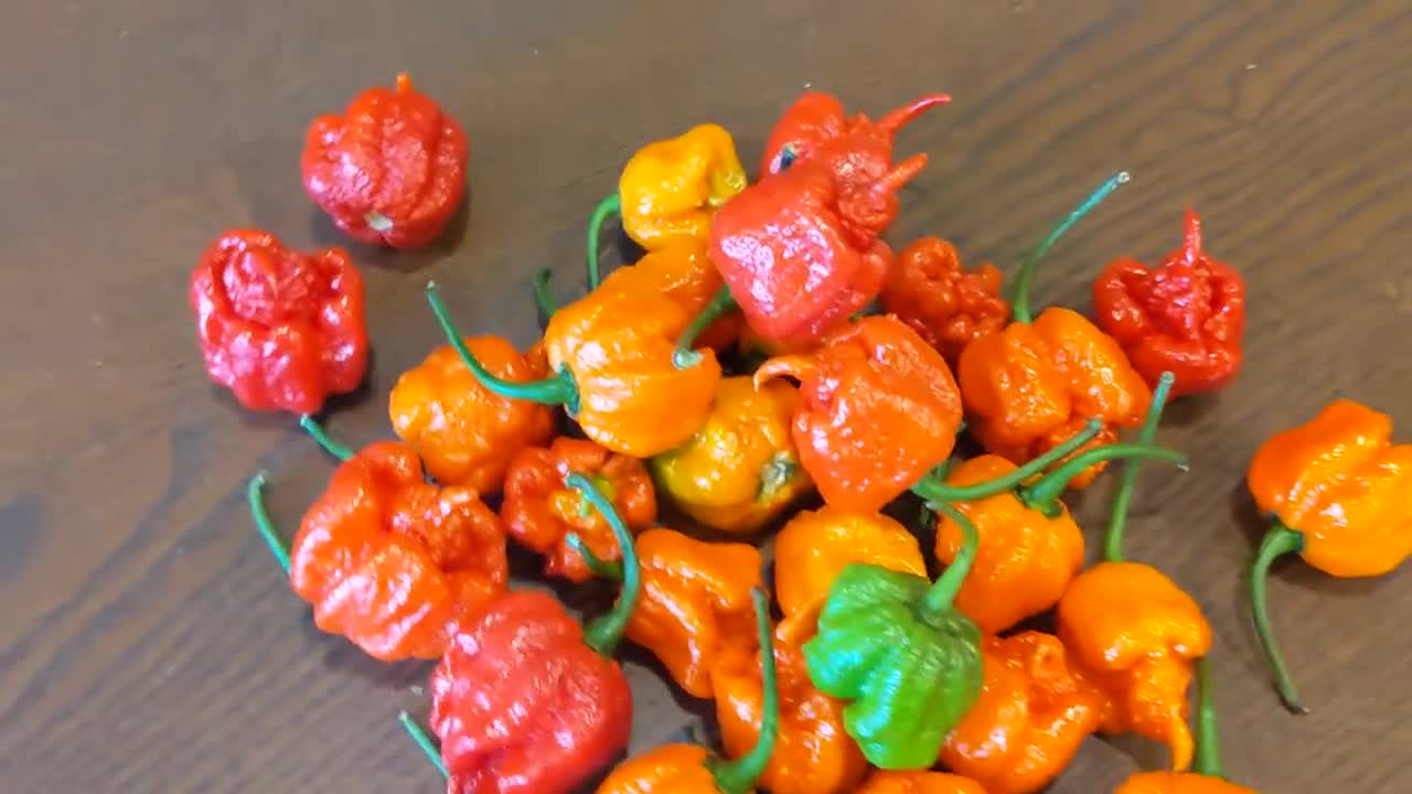 Piment La Faucheuse Californienne (c. Chinense, Carolina Reaper)