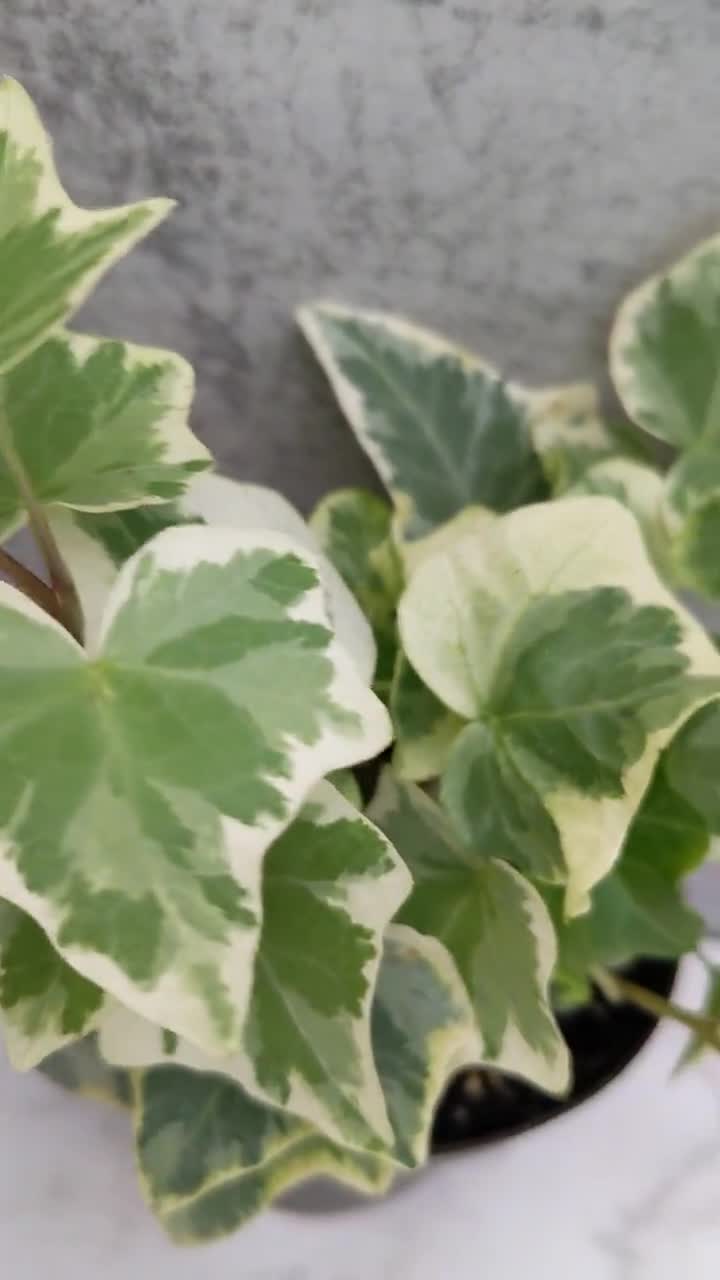 Wonderful Ivy Garden Plant Hedera Helix 'wonderful' Great Glossy, Deep Green  Variegation on Leaves Indoor or Outdoor Plant 
