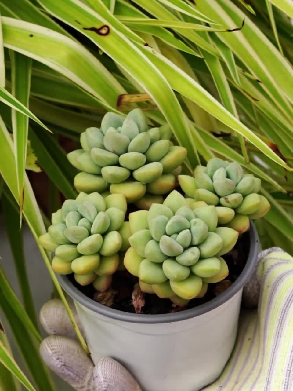 diy succulent 3 Succulent Capri White DIY Kit  Planet Desert
