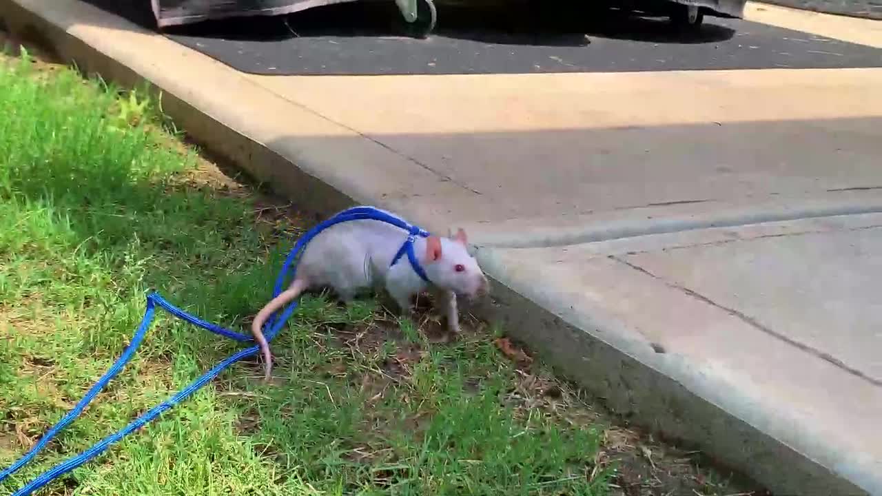 Pet Rat Leash Harness Rabbit Hamster Leash Hamster Clothes Guinea Pig Clothes Adjustable Rope Collar Dropshipping