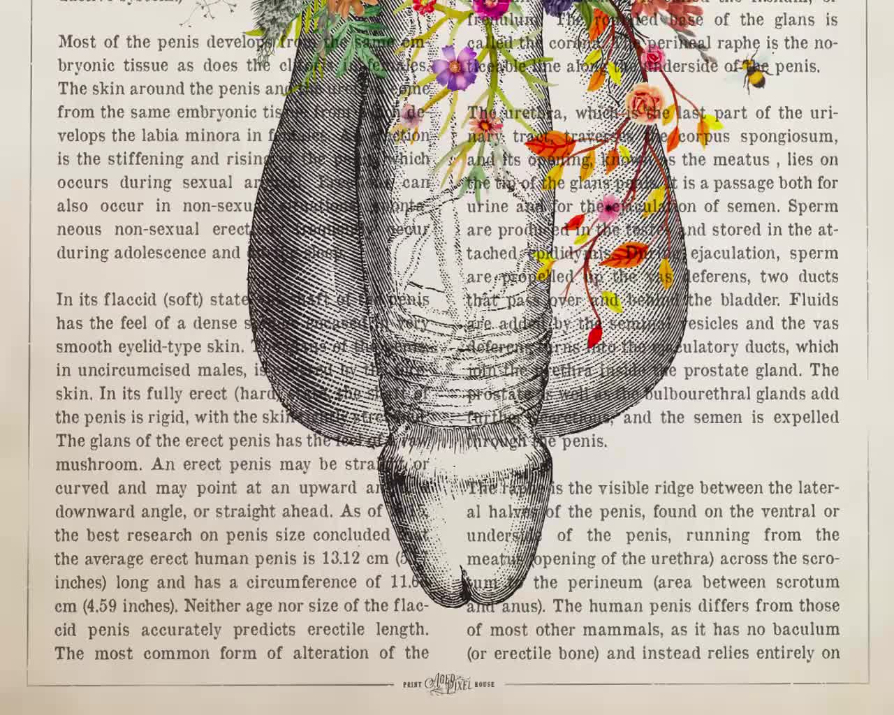 Penis Anatomy Flower Print, Andrologists Gift, Urologists Student  Graduation, Male Genital Art, Penis & Testicle, Andrologist Clinic Decor