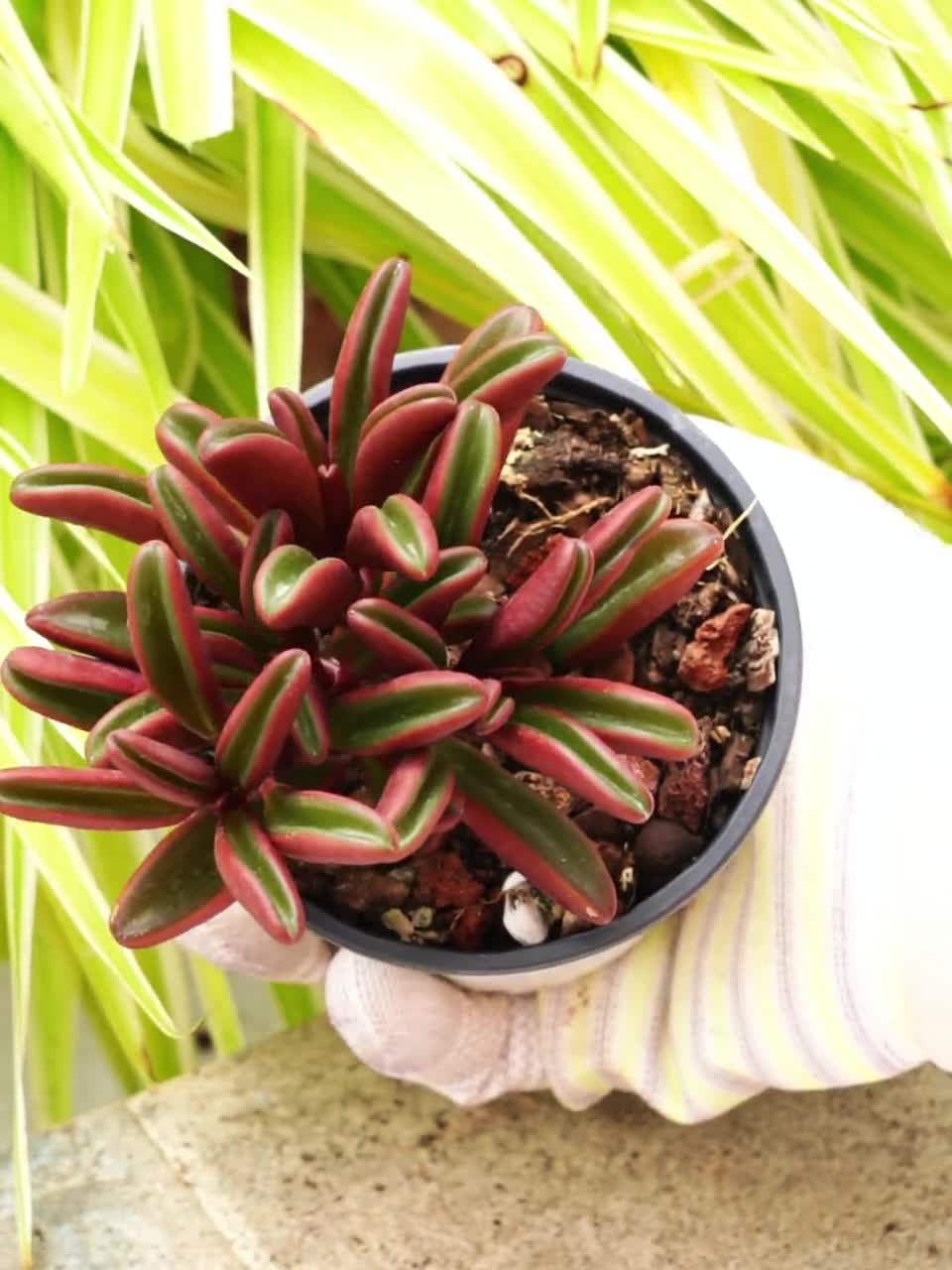 ペペロミア クラベオレンス - 多肉植物 - Etsy 日本