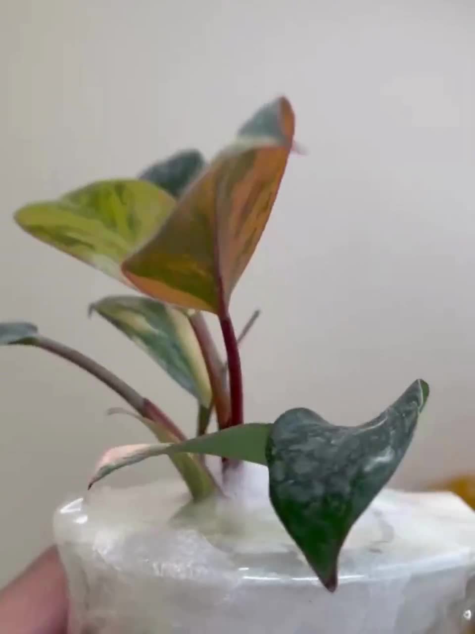 Variegated Philodendron Red Congo, 3" Potted Plant