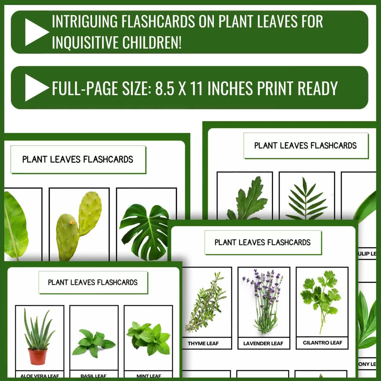 Plant Leaves Flashcards | Botany Plant Identification Montessori