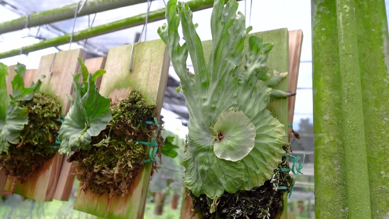 Platycerium Wandae Dwarf - Etsy