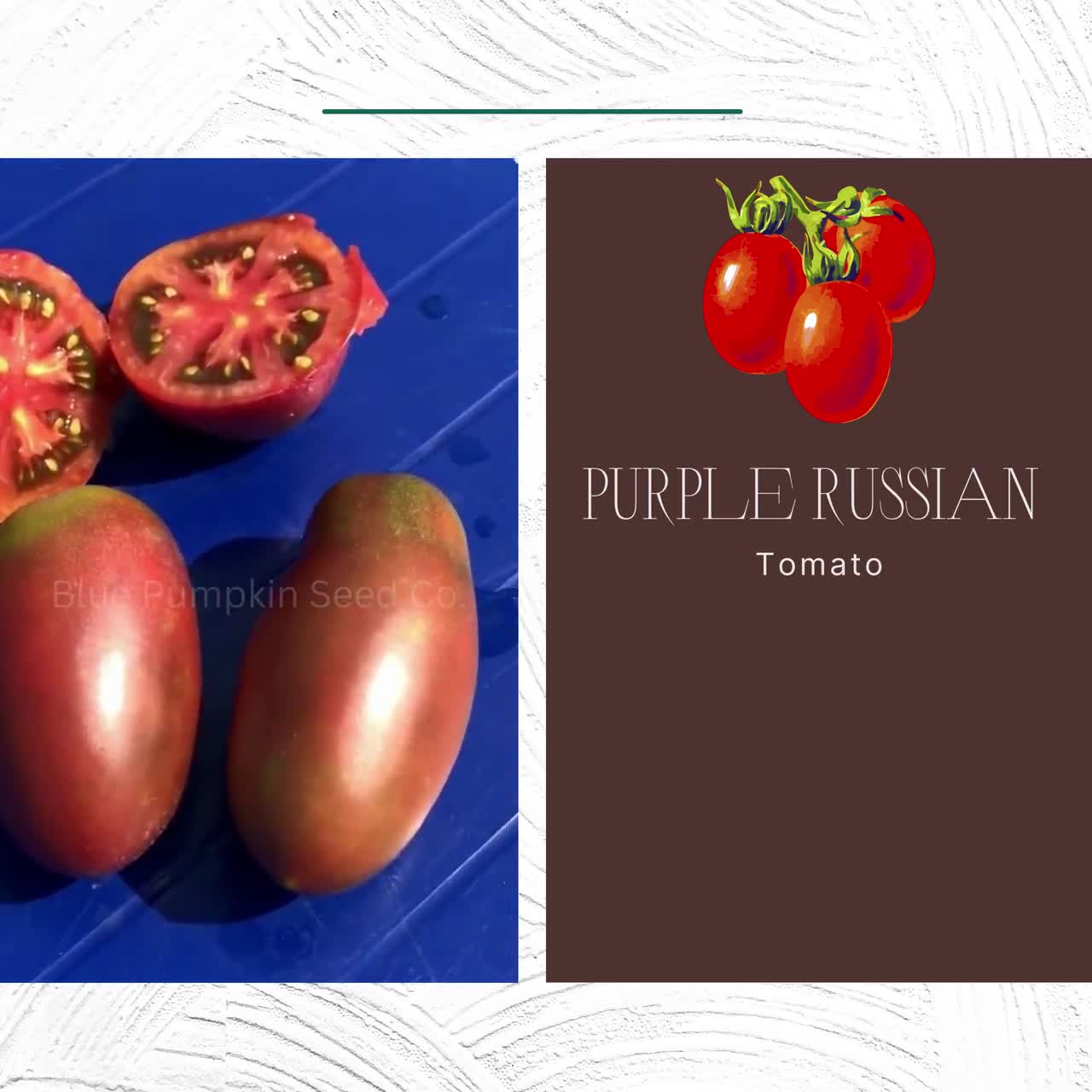 Purple Russian Tomato heirloom/op/indeterminate Seeds: Ukrainian