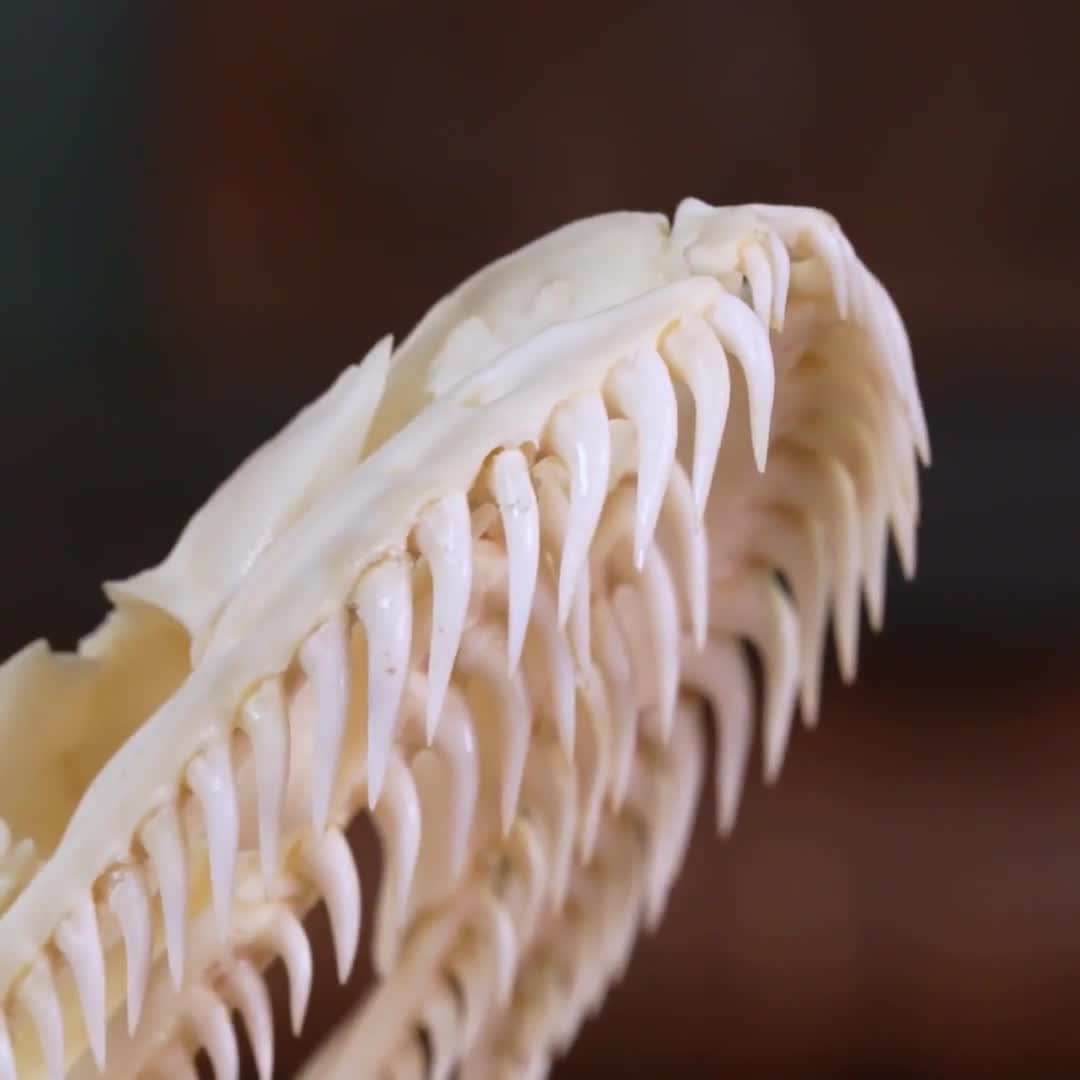 本物のパイソンの頭蓋骨 10 cm | ヘビの頭蓋骨の剥製、関節式ボアの骨