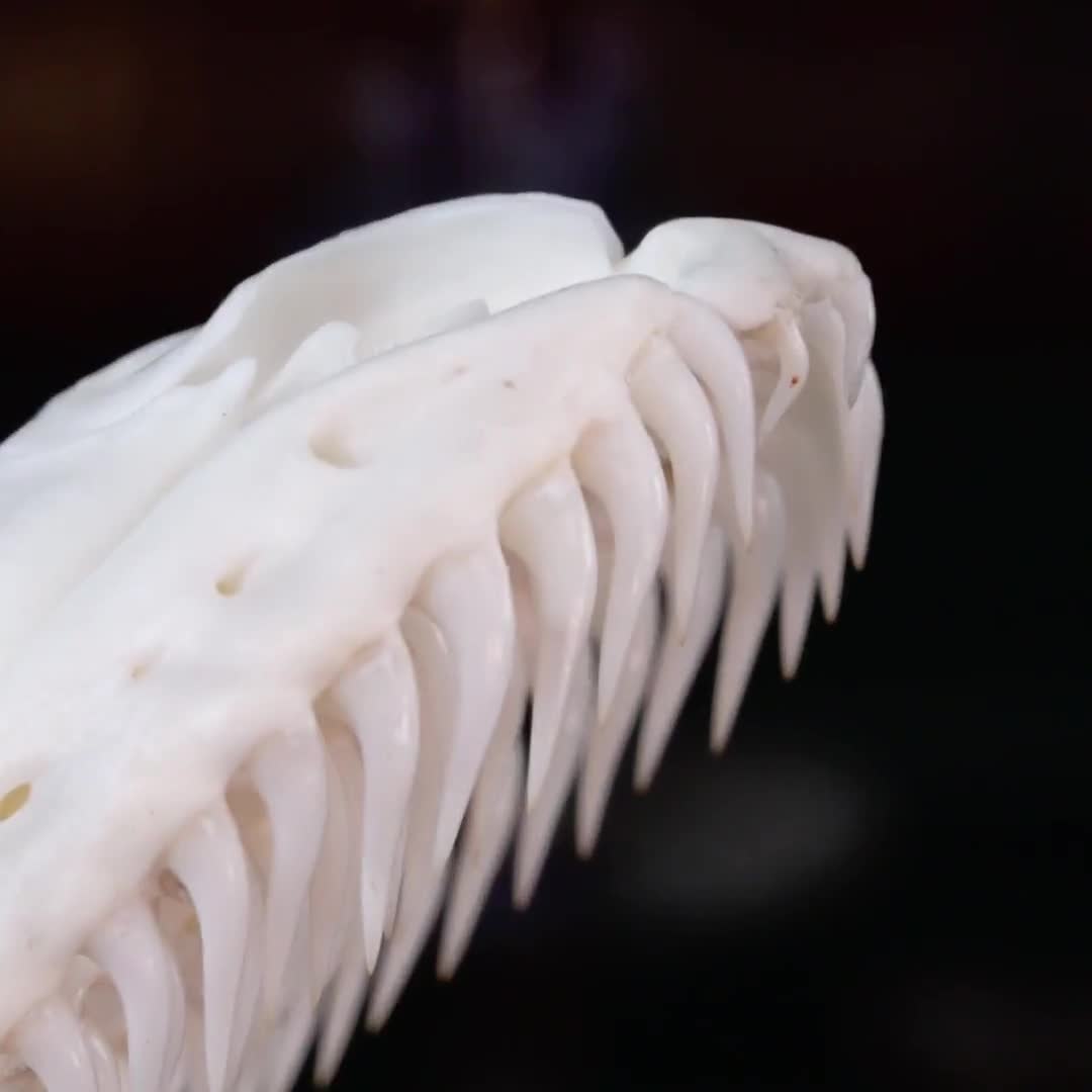 本物のパイソンの頭蓋骨 11 cm ヘビの骨格 剥製 珍品 珍品