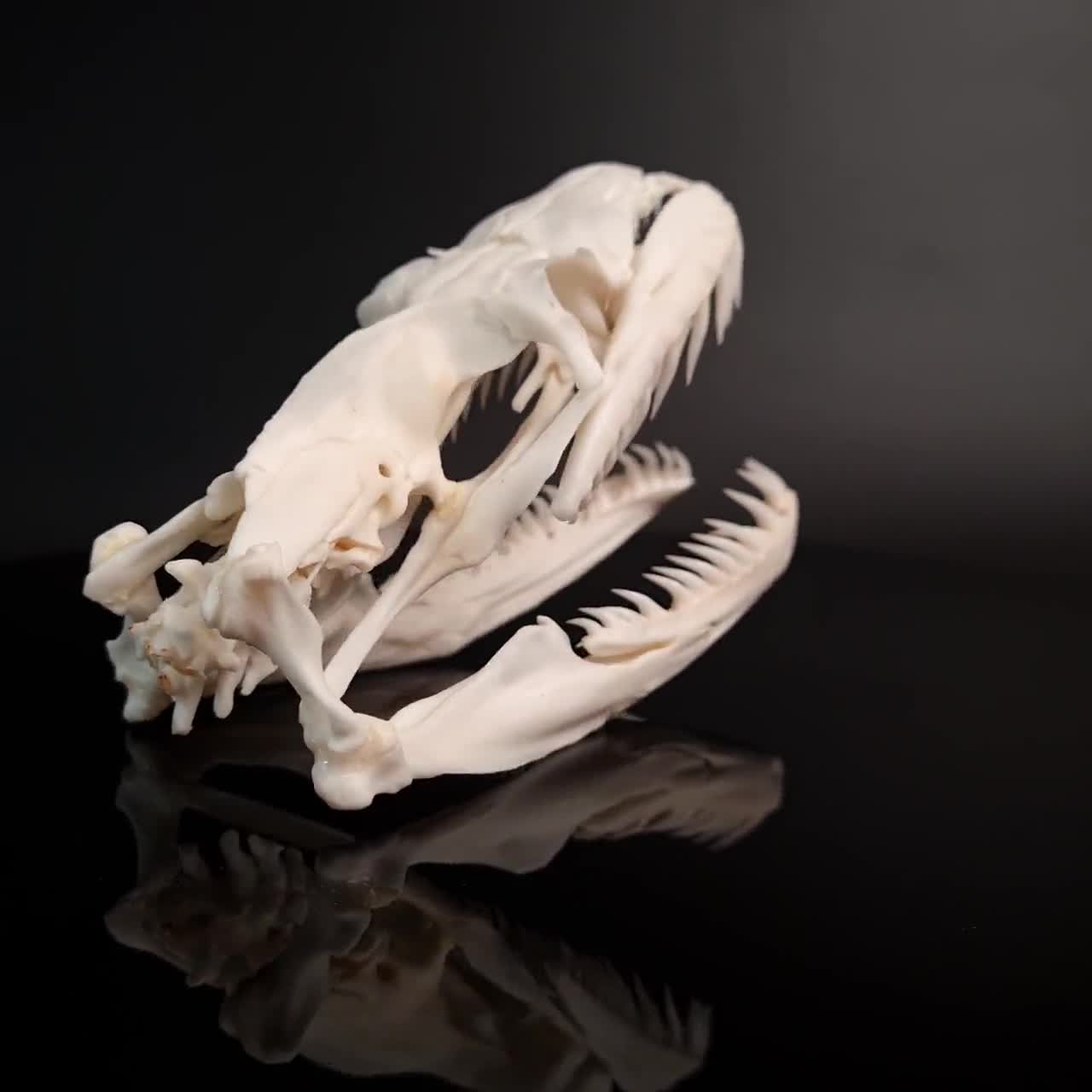 snake skull anatomy