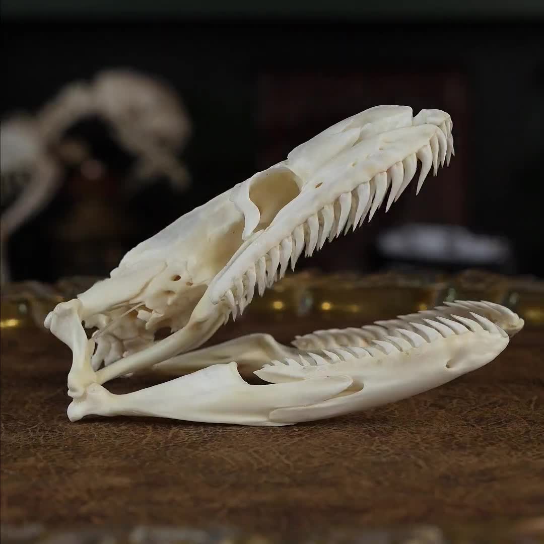 Titanoboa Skeleton Oficina Steam::Jayrassic Fossil Pack Pt 5: