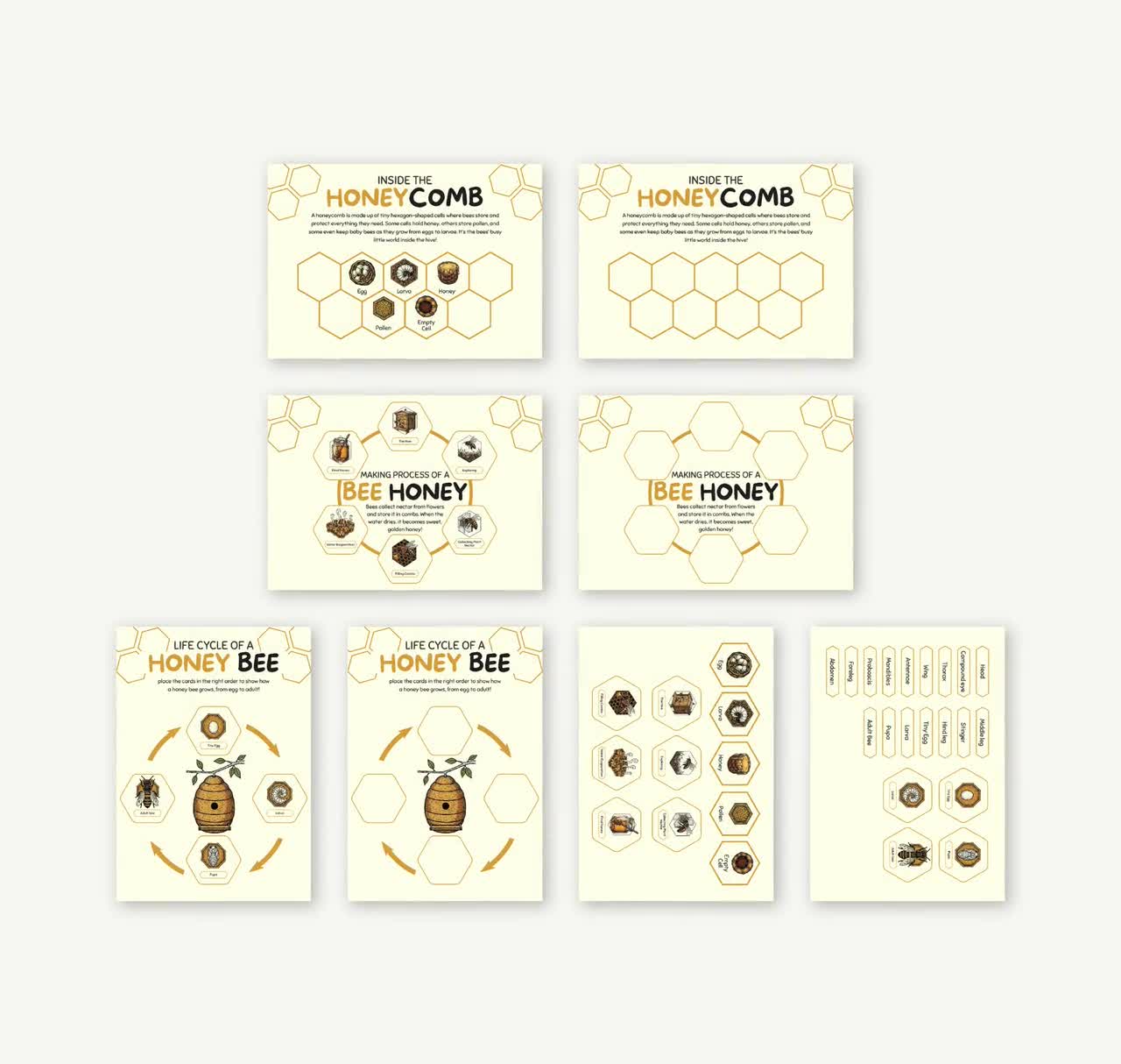 Unidad de estudio sobre la abeja melífera: ciclo de vida, anatomía y juego de ruleta (descarga en PDF) video poster