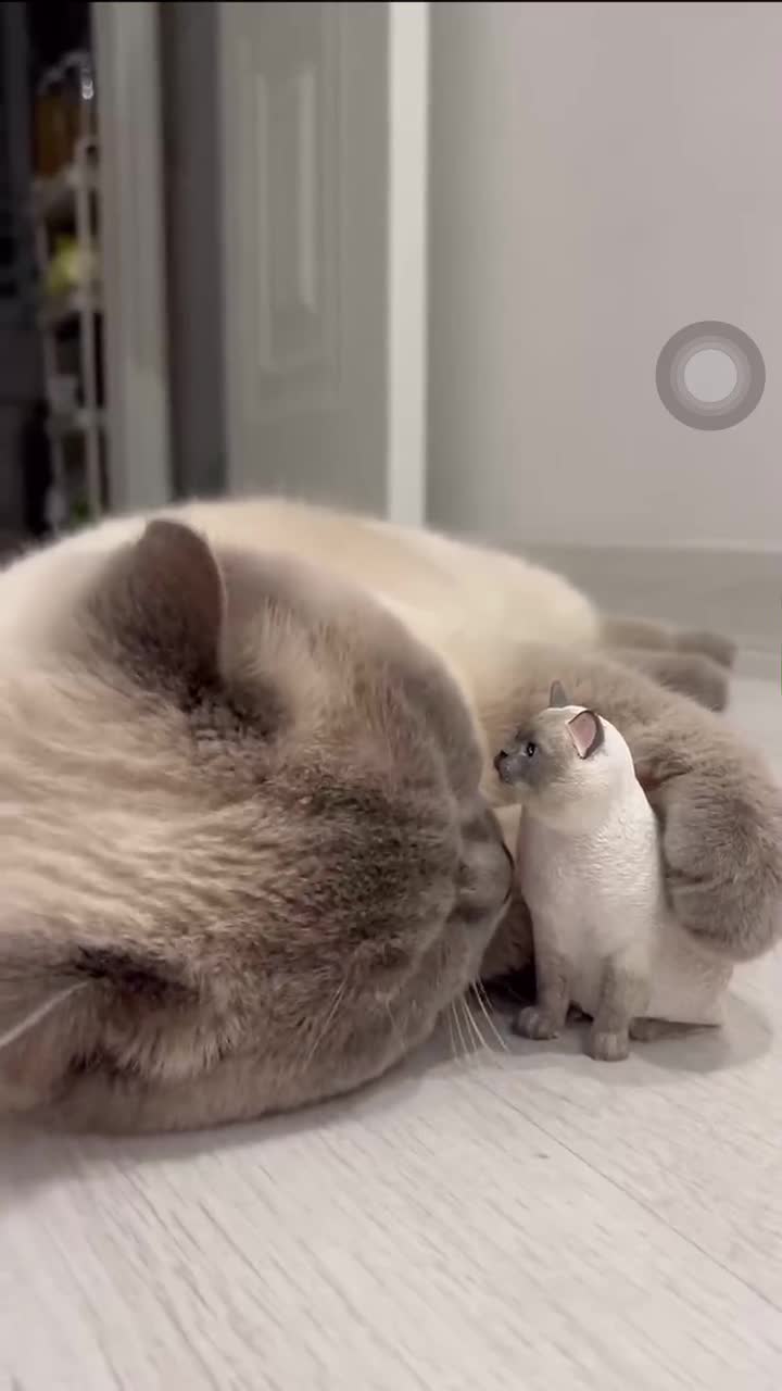 Katzen Skulptur | Individuelle Haustiere | Personalisierte Haustier | Katzenfiguren | Tierporträts | Haustier Beerdigung | Katze Individuell | Haustier-Memorial-Geschenke | Gips video poster