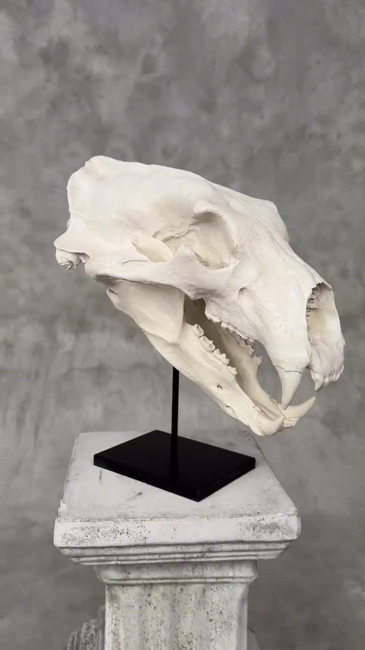 White Resin Polar Bear Skull Replica: Museum Quality Arctic Decor