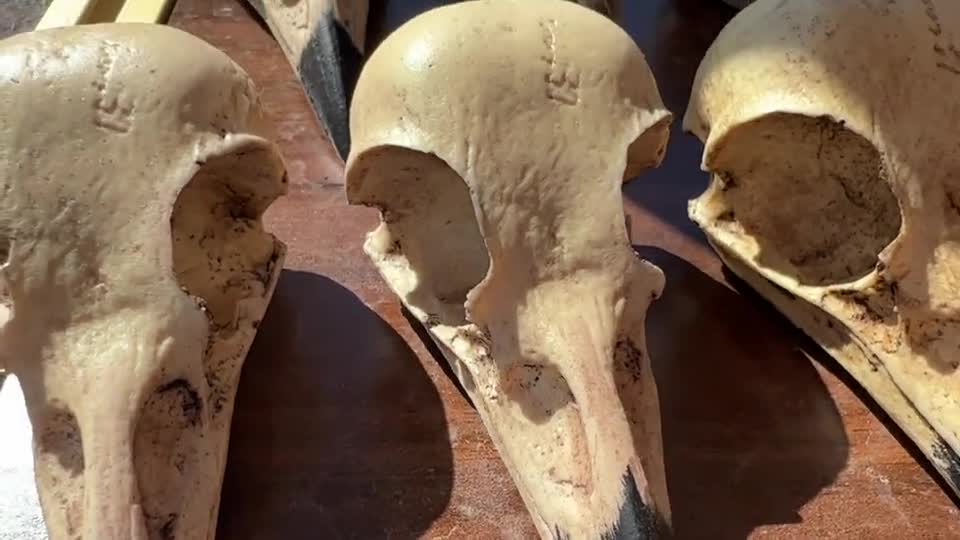 カラスの頭蓋骨 カササギの頭蓋骨 - Etsy 日本