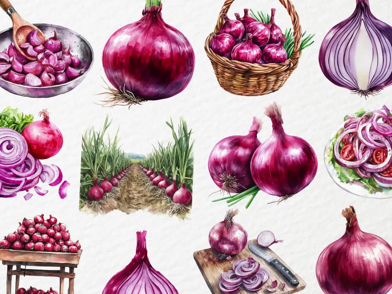 水彩画風の赤玉ねぎのクリップアート、素朴な農場の野菜のイラスト、庭