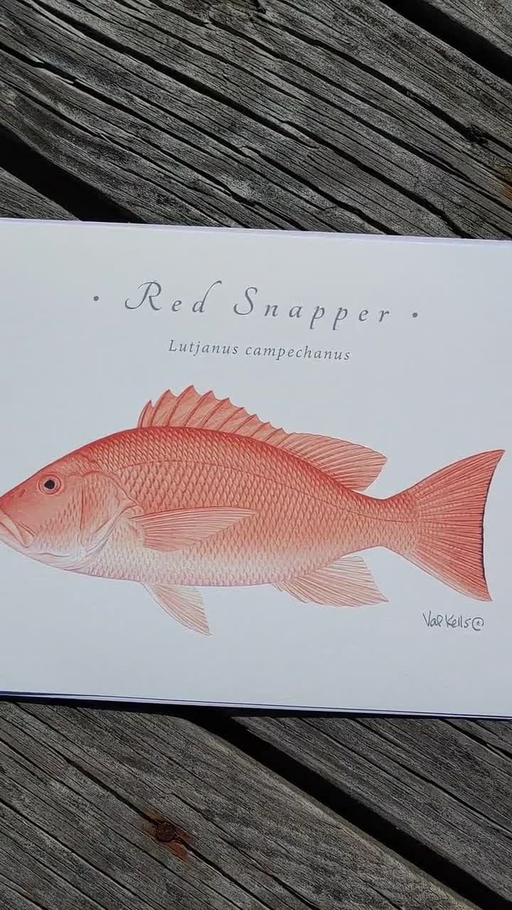 Red Snapper quilt loading system review…