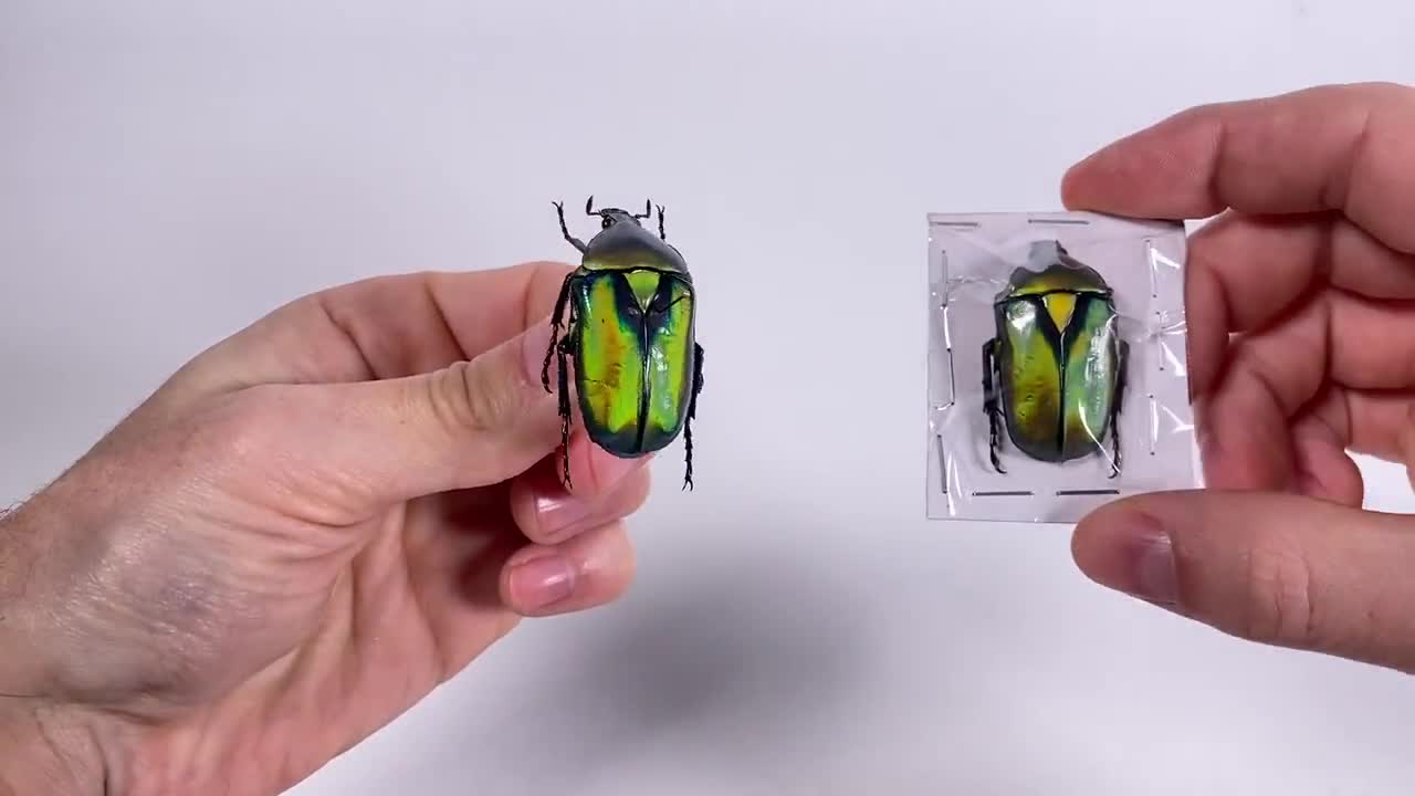 標本 Ethioia Compsocephalus k.werneri 35mm Ethioia Compsocephalus