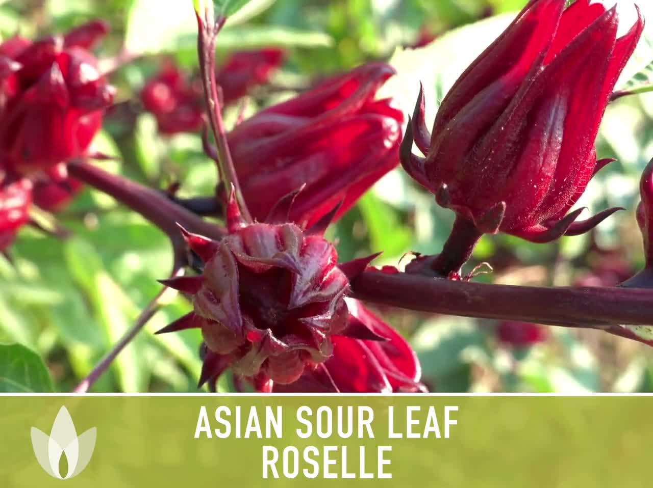 Asian Sour Leaf Roselle Seeds Red Hibiscus Heirloom Seeds -