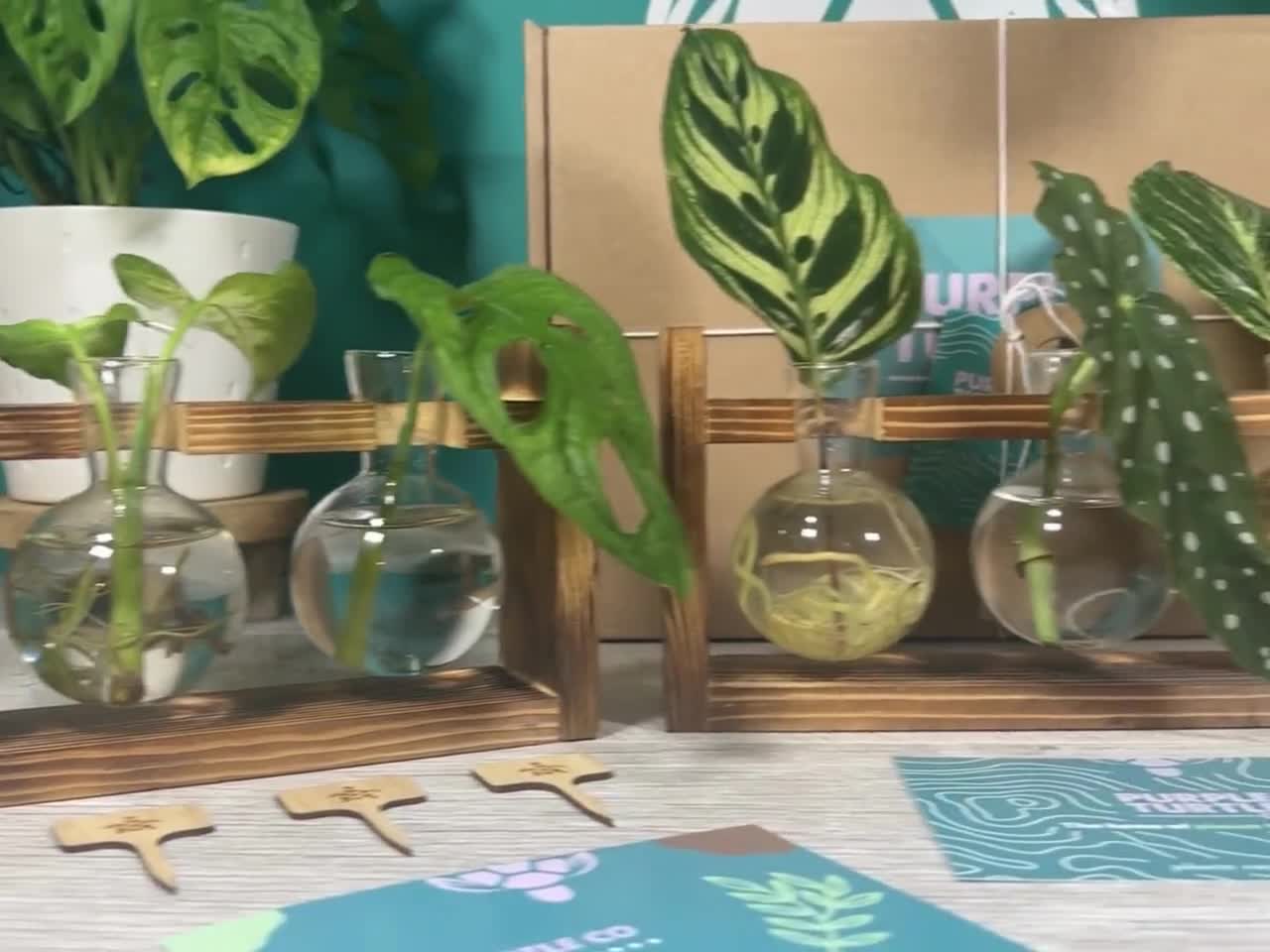 Support décoratif à bouture - Les plantes/Vases et pots - MUM-Déco