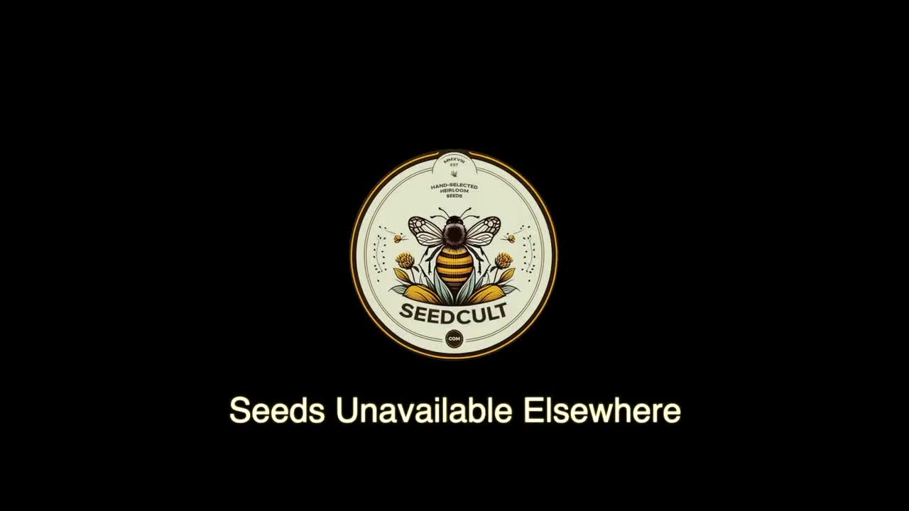 Semillas de dalia de hojas negras Diablo, dalia variabliis DH0820 video poster