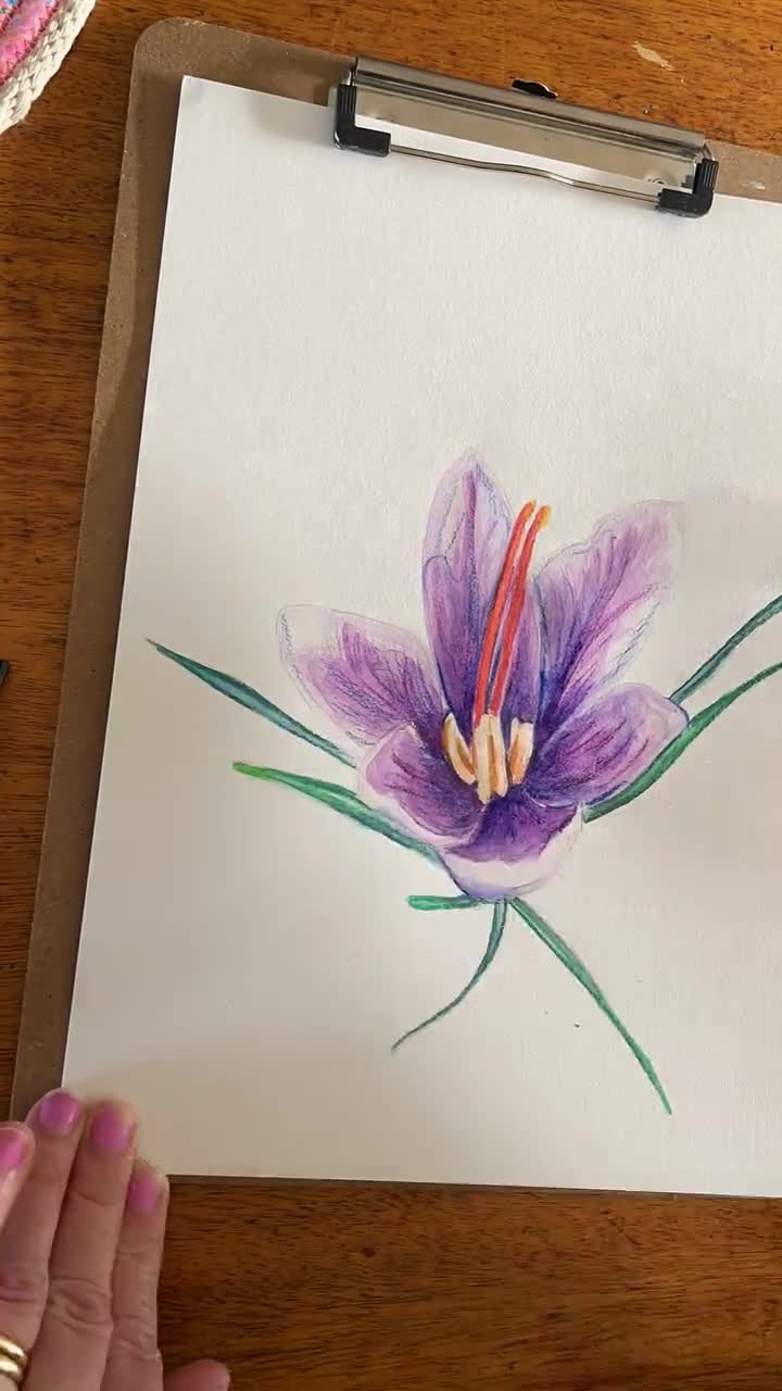 Saffron Crocus Print Botanical Illustration Flower Art Pen  Etsy  Flower  tattoo drawings Flower drawing Flower illustration