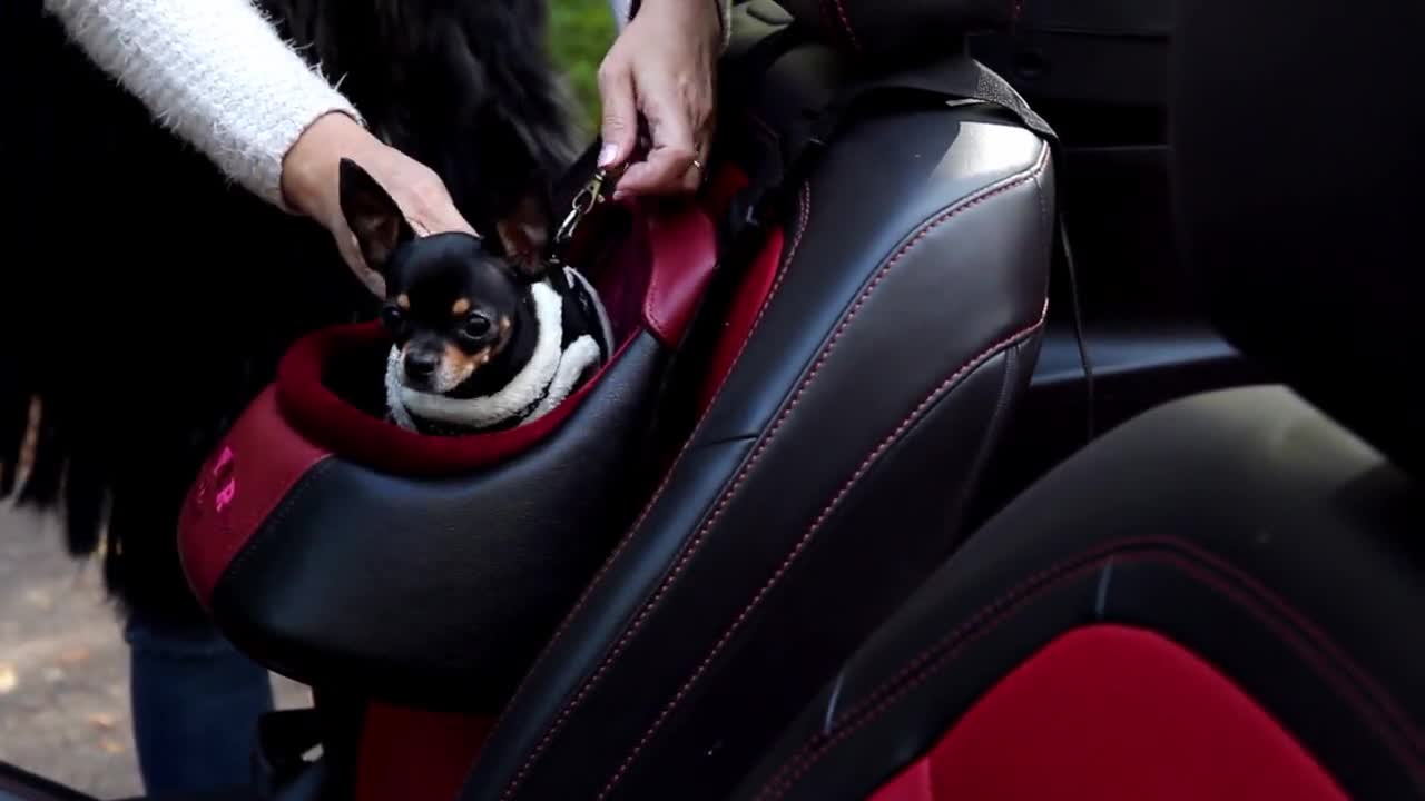 Seggiolino Auto Per Cani Piccoli Fino A 10kg - 2 In 1 Cuccia E Trasportino, Antiscivolo E Lavabile - Foto 5