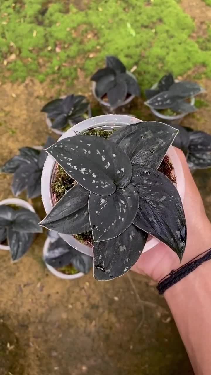 Scindapsus Silver Dark Form Live Exotic Tropical Foliage Plant