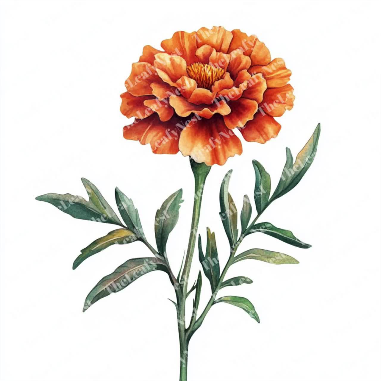 水彩画のマリーゴールドのクリップアート：オレンジ色の庭の花の