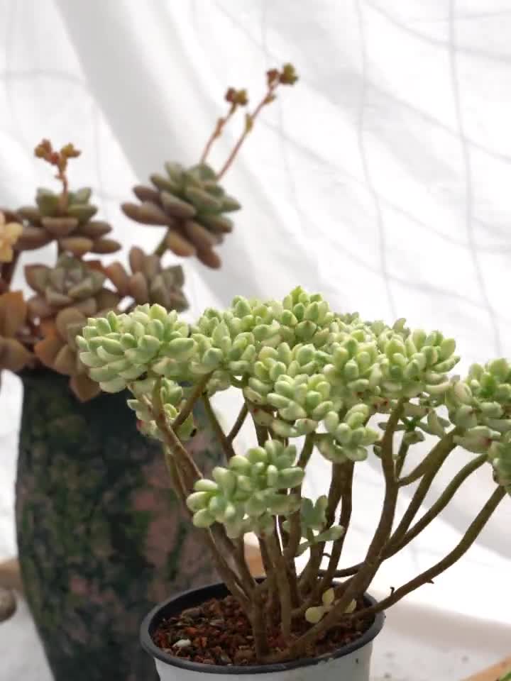 セダム ジェリービーン ミッキー多肉植物 - Etsy 日本