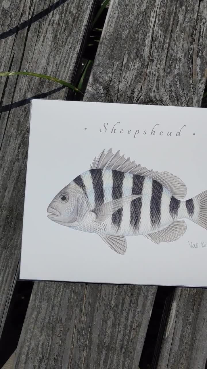 Sheepshead in Charcoal | cheapest Giclee Prints