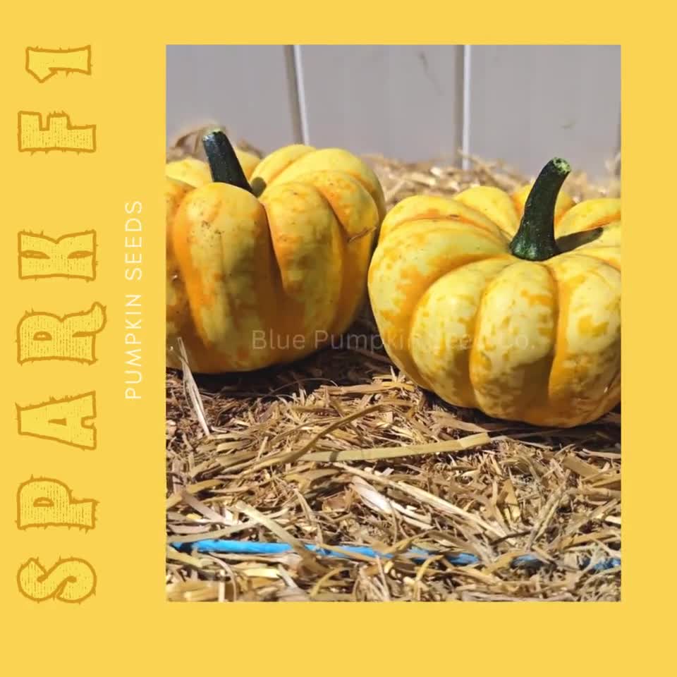 Spark - Mini Pumpkin Seed | Johnny's Selected Seeds