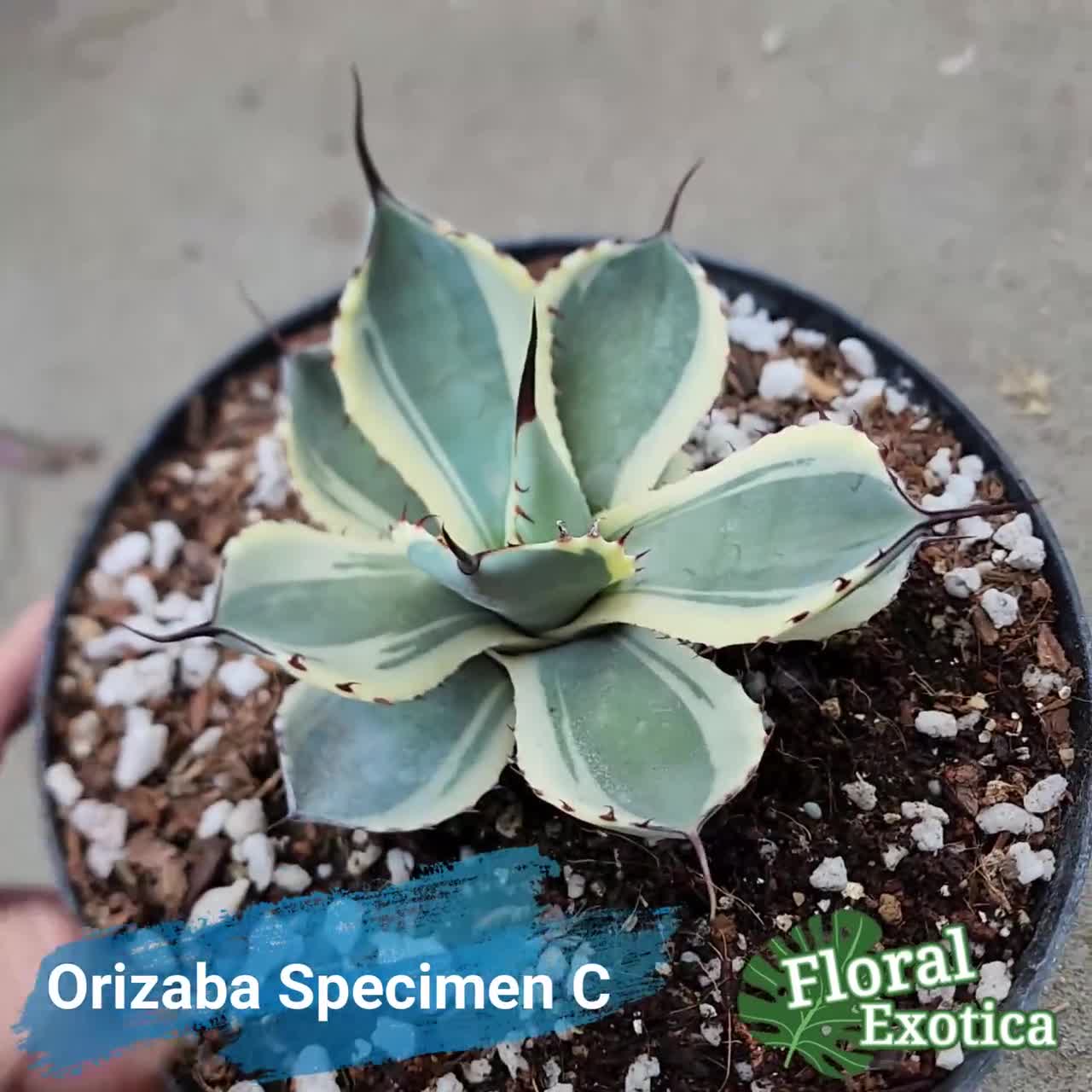 Agave Parryi Truncata 'Orizaba' - アガベ　パリー トランカタ オリザバ 希少植物 - Rare Specimen -  龍舌蘭専門店 - Specialty Agave Shop - US Stock - 植物検疫証明書付きで出荷