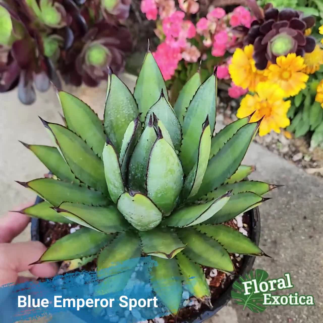 Agave 'Blue Emperor' – The Madd Potter