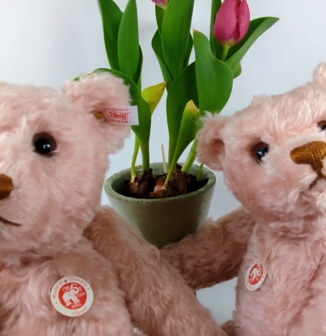 Steiff Teddy Rosé 2005 Festival Bear All Ids 17 Inches Pink