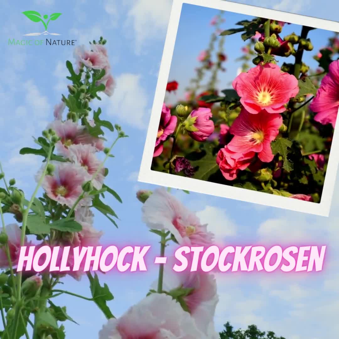100 Stockrosen Samen Winterhart – Mehrjährige Blumensamen Für Garten, Topf & Balkon