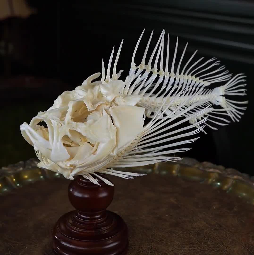 Real Lionfish Skeleton, Lionfish Taxidermy, fish skull, Poisonous fish  anatomy 