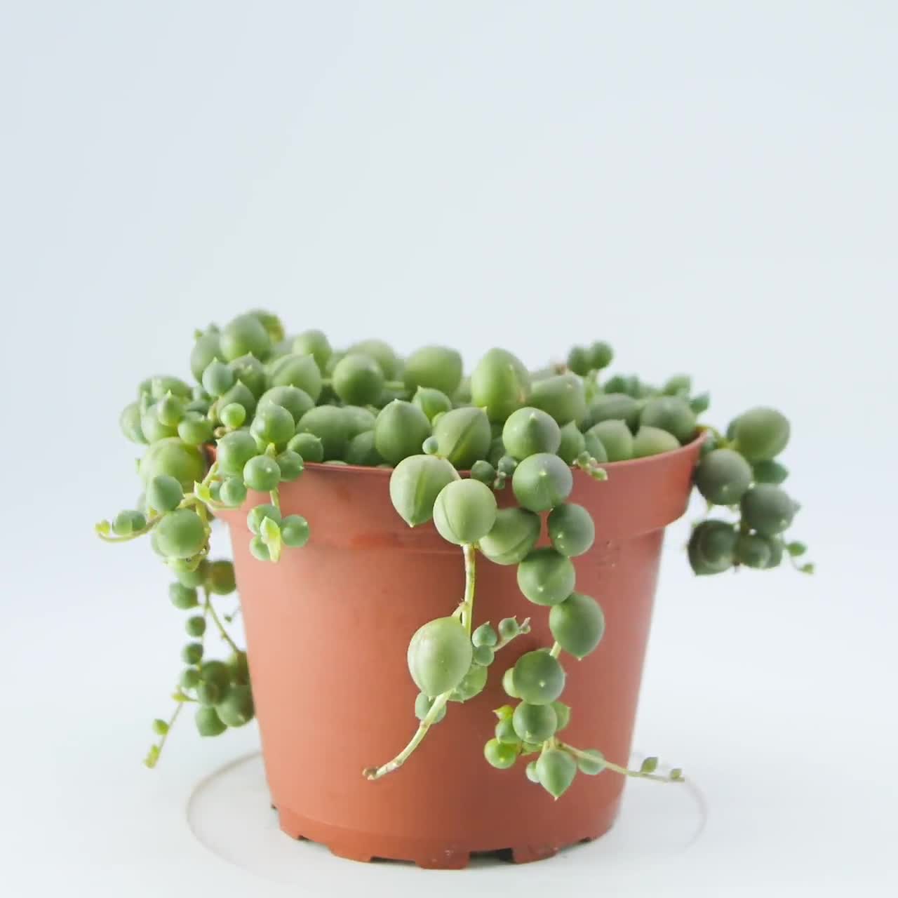 Buy String of Pearls (Senecio) Plant Online in Australia