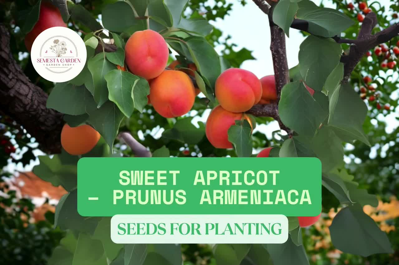 5 Sweet Apricot Seeds for Planting  Prunus armeniaca  Grow Fruit Tree  from Seed  Hardy Edible Apricot for Backyard Orchards