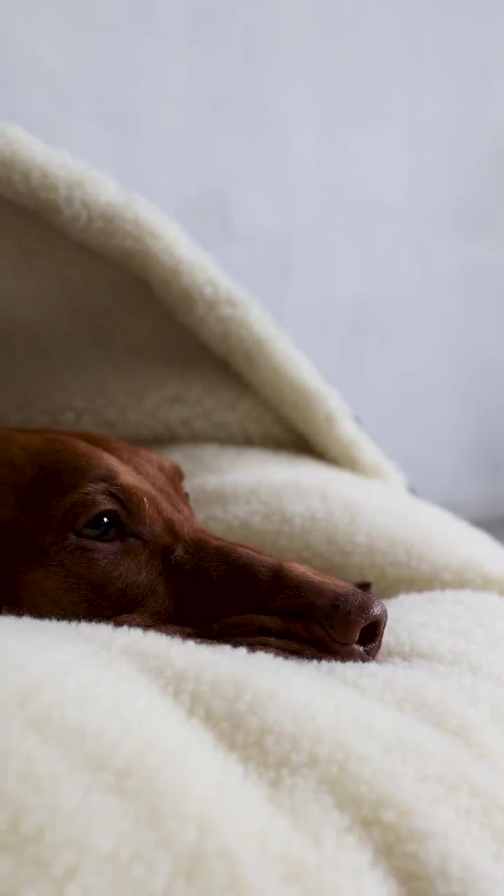 Zoomlie Morbido Letto Per Cani A Ciambella In Peluche