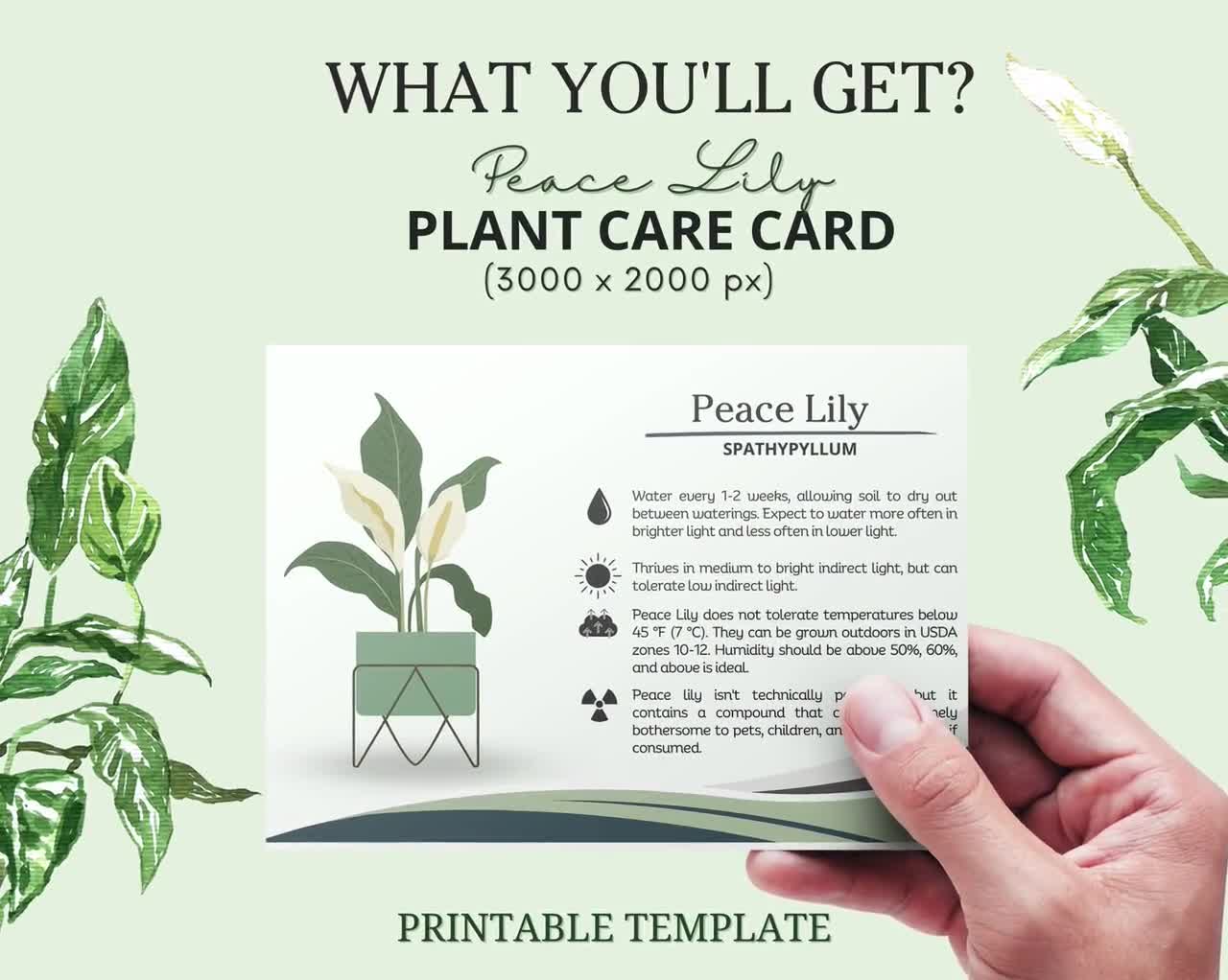 Peace Lily Plant Care Card, Spathiphyllum, Houseplant Care Card, Printable Plant  Care Tag, Plant Tag, How to Care for Peace Lily - Etsy
