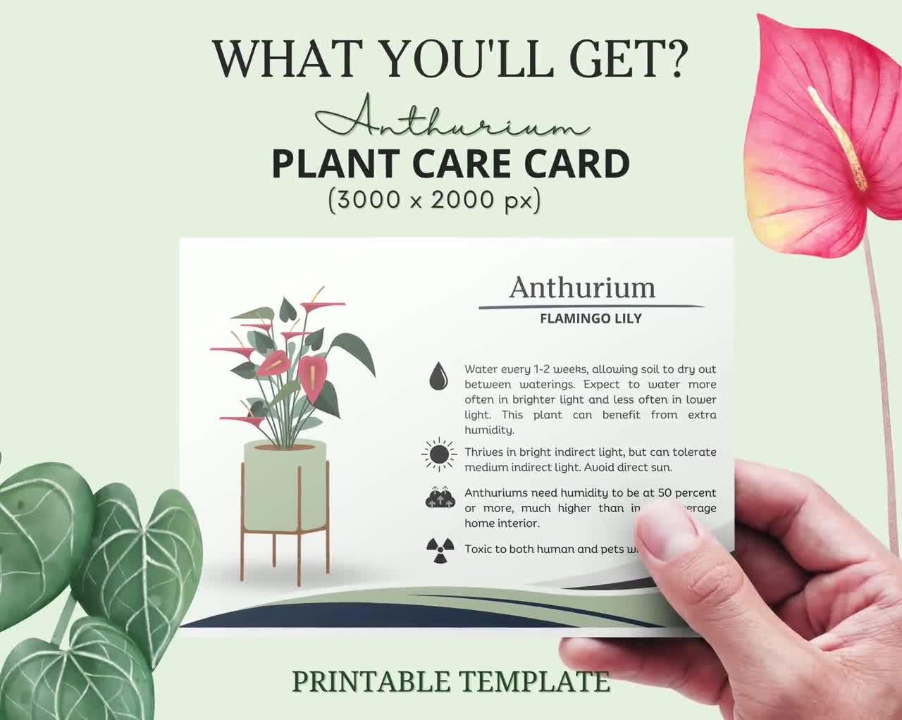 Anthurium Care Card, Flamingo Flower Care Card, Anthurium Plant Care, How  to care for Anthurium, Anthurium Water schedule, Hawaiian Heart
