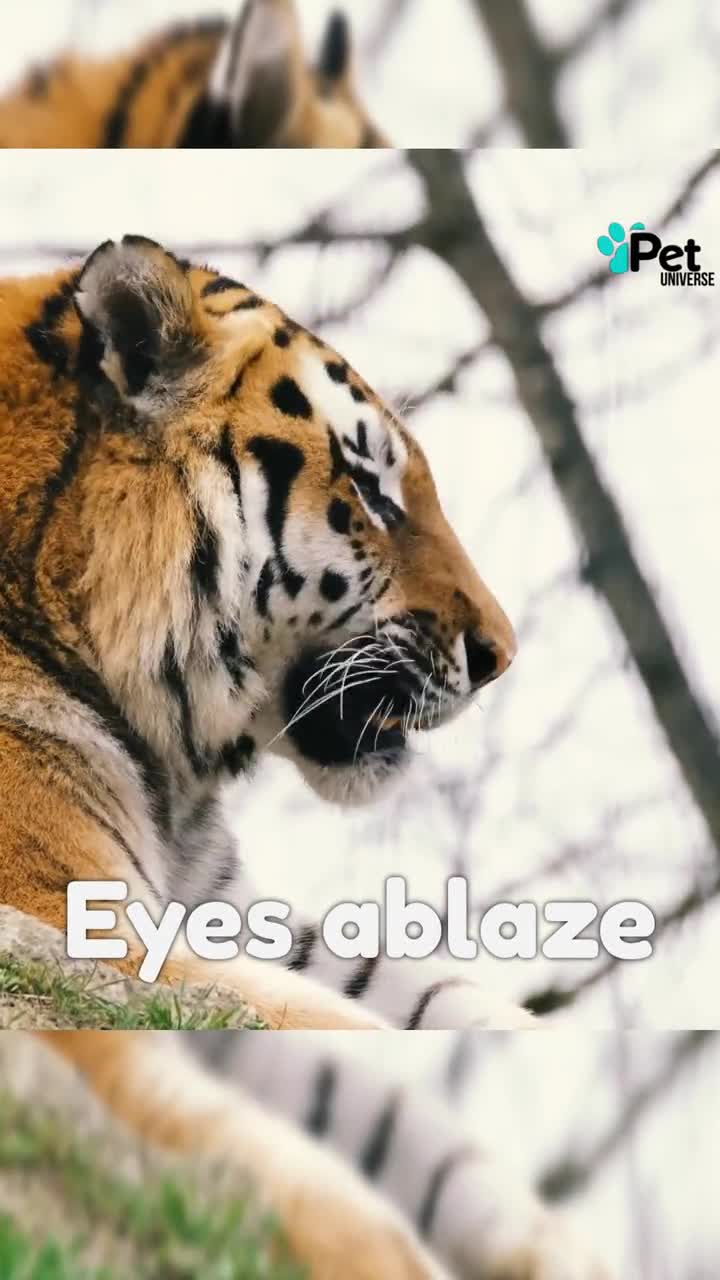 BIG TIGER ぬいぐるみ オーダーメイド ぬいぐるみ トラ 3D リアルな