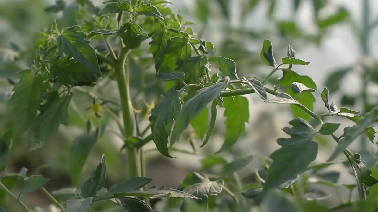 20 Heirloom Mortgage Lifter Tomato Seeds! video poster