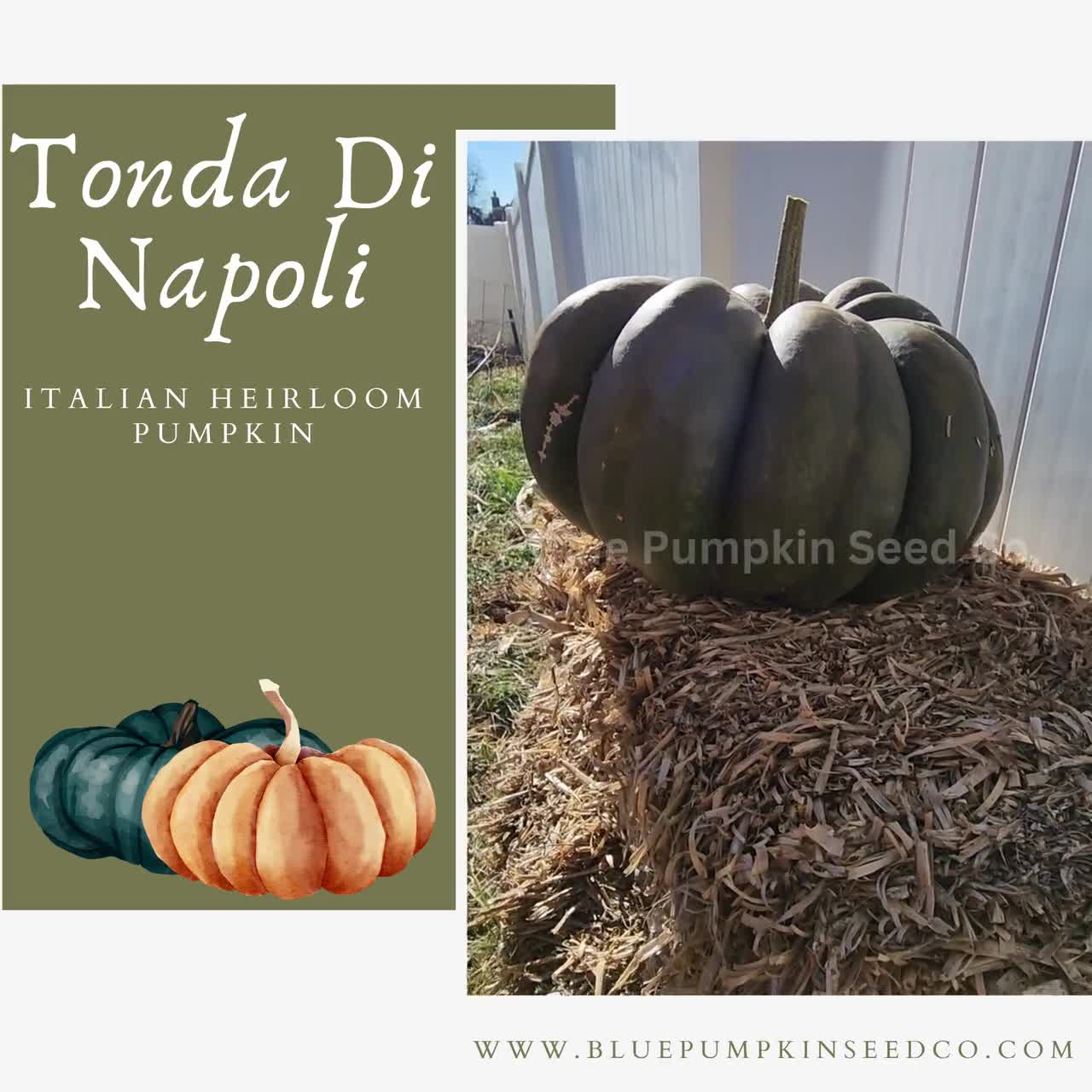 Qizlar mushuk jurnalini korsatadilar Jinsiy olatni kuzating