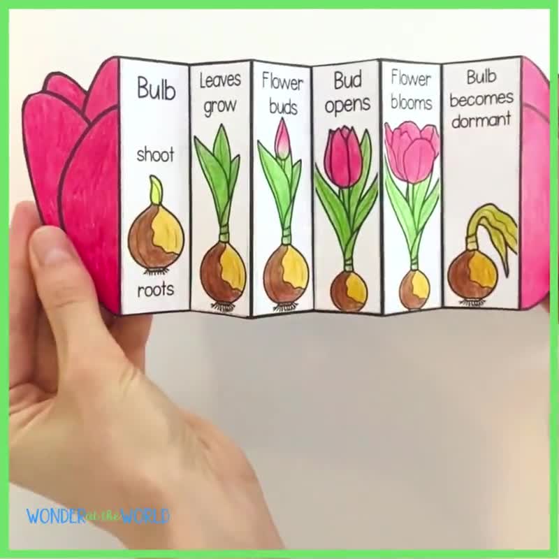 Tulip Life Cycle