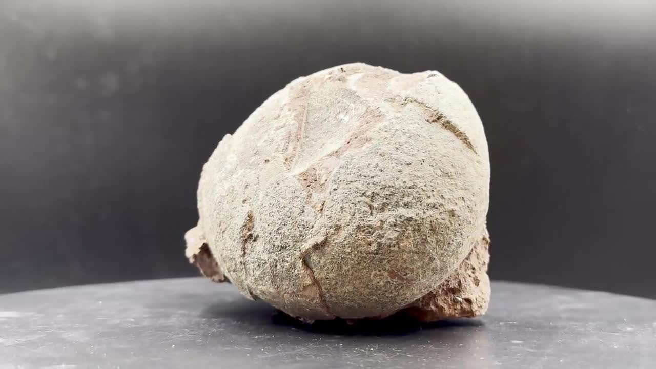 新着化石 ハドロサウルスの卵化石 | 化石セブンの最新情報 [化石]恐竜